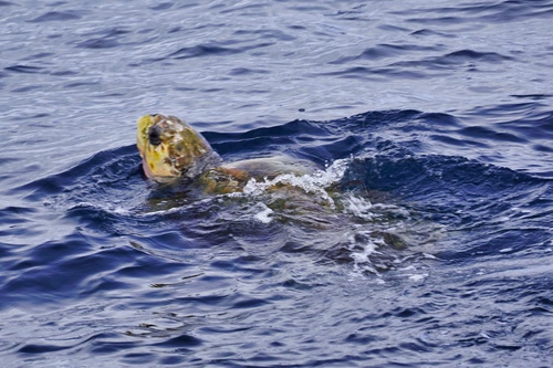 Loggerhead Sea Turtle photographed in Virginia