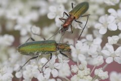 Chrysanthia viridissima