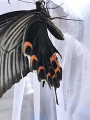 Papilio demetrius