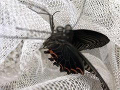 Papilio demetrius