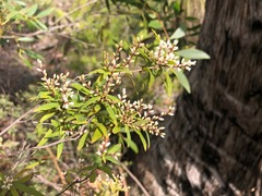 Leucopogon pimeleoides