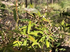 Leucopogon pimeleoides
