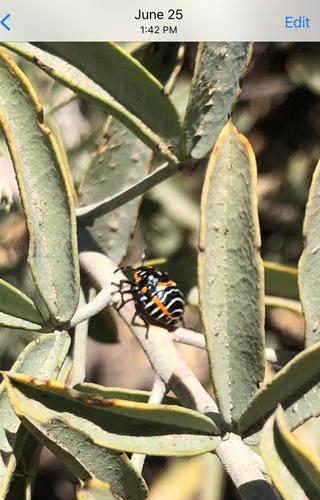 photo of Harlequin Bug (Murgantia histrionica)