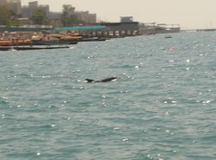 Tursiops truncatus ponticus