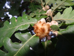 Andricus theophrasteus