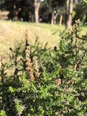 Seriphium cinereum