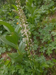 Macropodium nivale