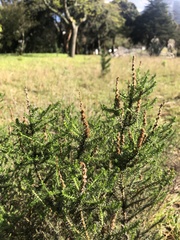 Seriphium cinereum