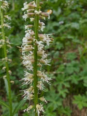 Macropodium nivale