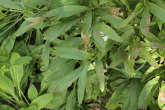 Cronartium flaccidum