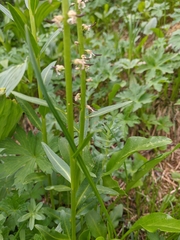 Macropodium nivale