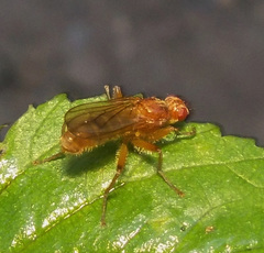 Norellisoma spinimanum