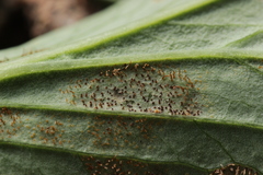 Cronartium flaccidum