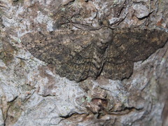 Psilalcis galsworthyi