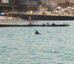 Tursiops truncatus ponticus