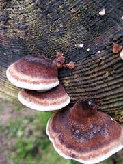 Fungi