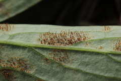 Cronartium flaccidum