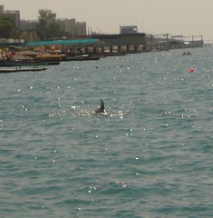 Tursiops truncatus ponticus