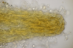 Cronartium flaccidum