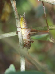 Sepiana sepium