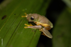 Agalychnis moreletii