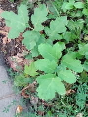 Heracleum sphondylium sibiricum