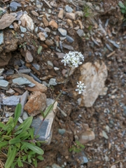 Gypsophila cephalotes