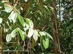 Lexias pardalis dirteana