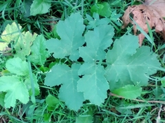Heracleum sphondylium sibiricum