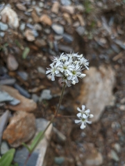 Gypsophila cephalotes