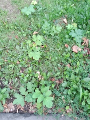 Heracleum sphondylium sibiricum