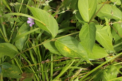 Cronartium flaccidum