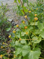 Caltha palustris