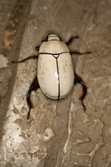 Macropoides crassipes crassipes