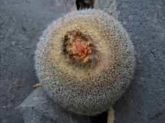 Epithelantha unguispina
