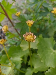 Caltha palustris