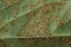 Cronartium flaccidum