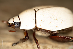 Macropoides crassipes crassipes