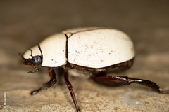 Macropoides crassipes crassipes