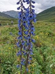 Delphinium laxiflorum