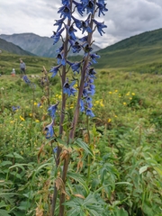 Delphinium laxiflorum