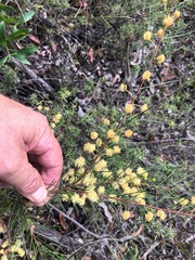 Acacia quadrilateralis