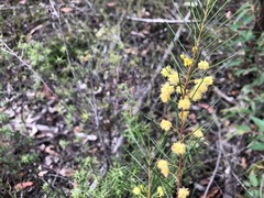 Acacia quadrilateralis