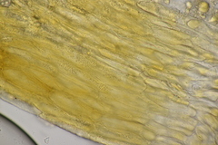 Cronartium flaccidum