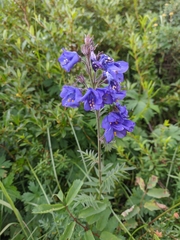 Polemonium caeruleum