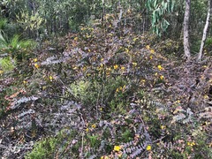 Pultenaea spinosa