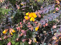 Pultenaea spinosa