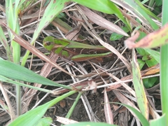 Gastrimargus marmoratus