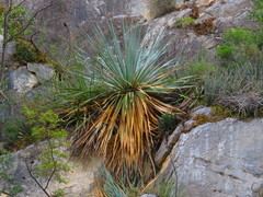 Dasylirion cedrosanum