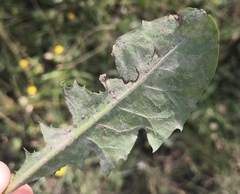 Podosphaera erigerontis-canadensis